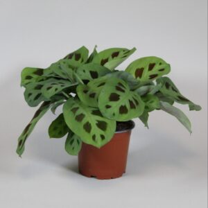 Maranta Leuconeura 'Kerchoveana' ↑ 30 cm ⌀ 12