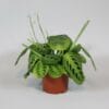 Maranta Leuconeura 'Fascinator' Lemon Lime ↑ 30 cm ⌀ 12