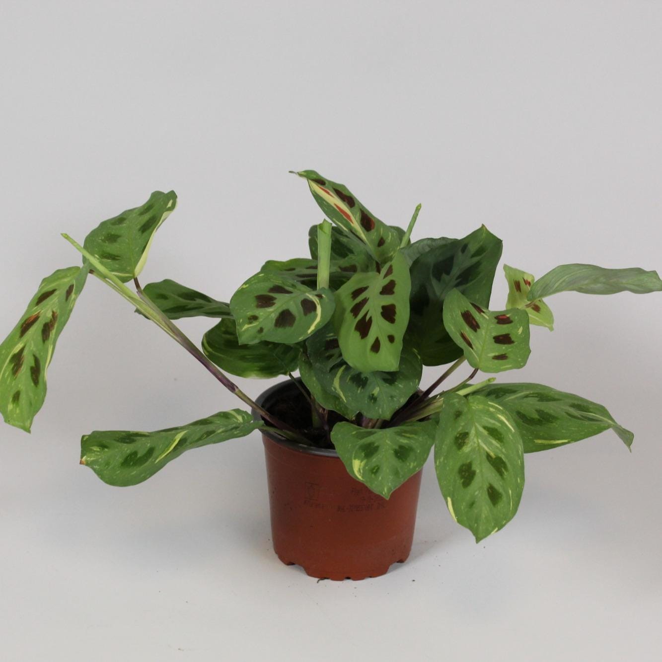 Maranta Leuconeura 'Fascinator' Variegata ↑ 30 cm ⌀ 12