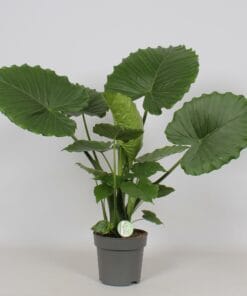 Alocasia Gageana 'California' ↑ 80 cm ⌀ 21