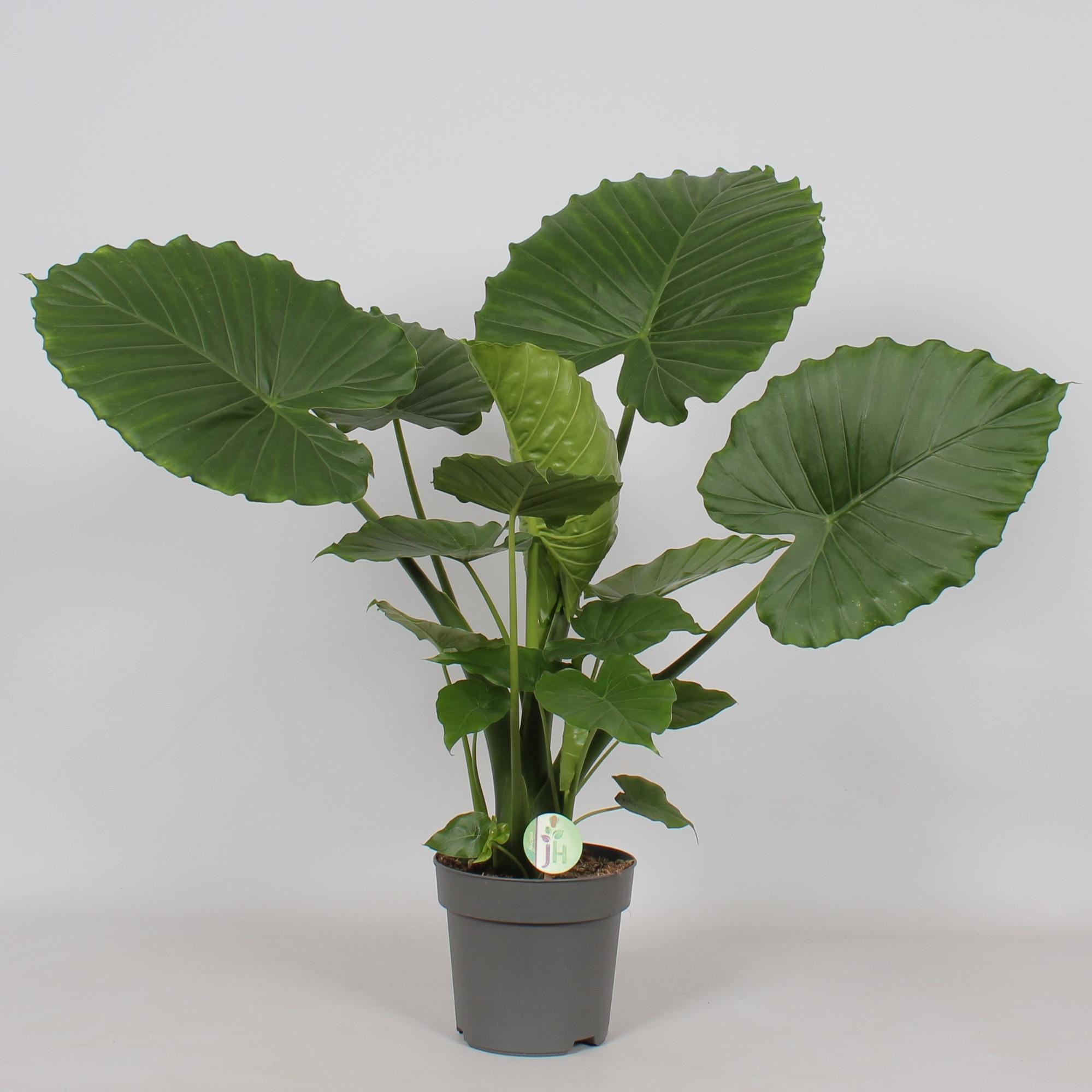 Alocasia Gageana 'California' ↑ 80 cm ⌀ 21