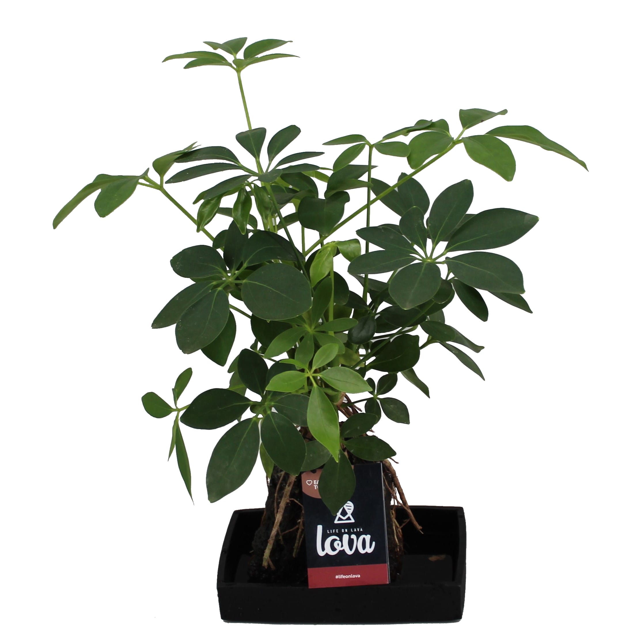 Lova Schefflera ↑ 48 cm ⌀ 17 cm