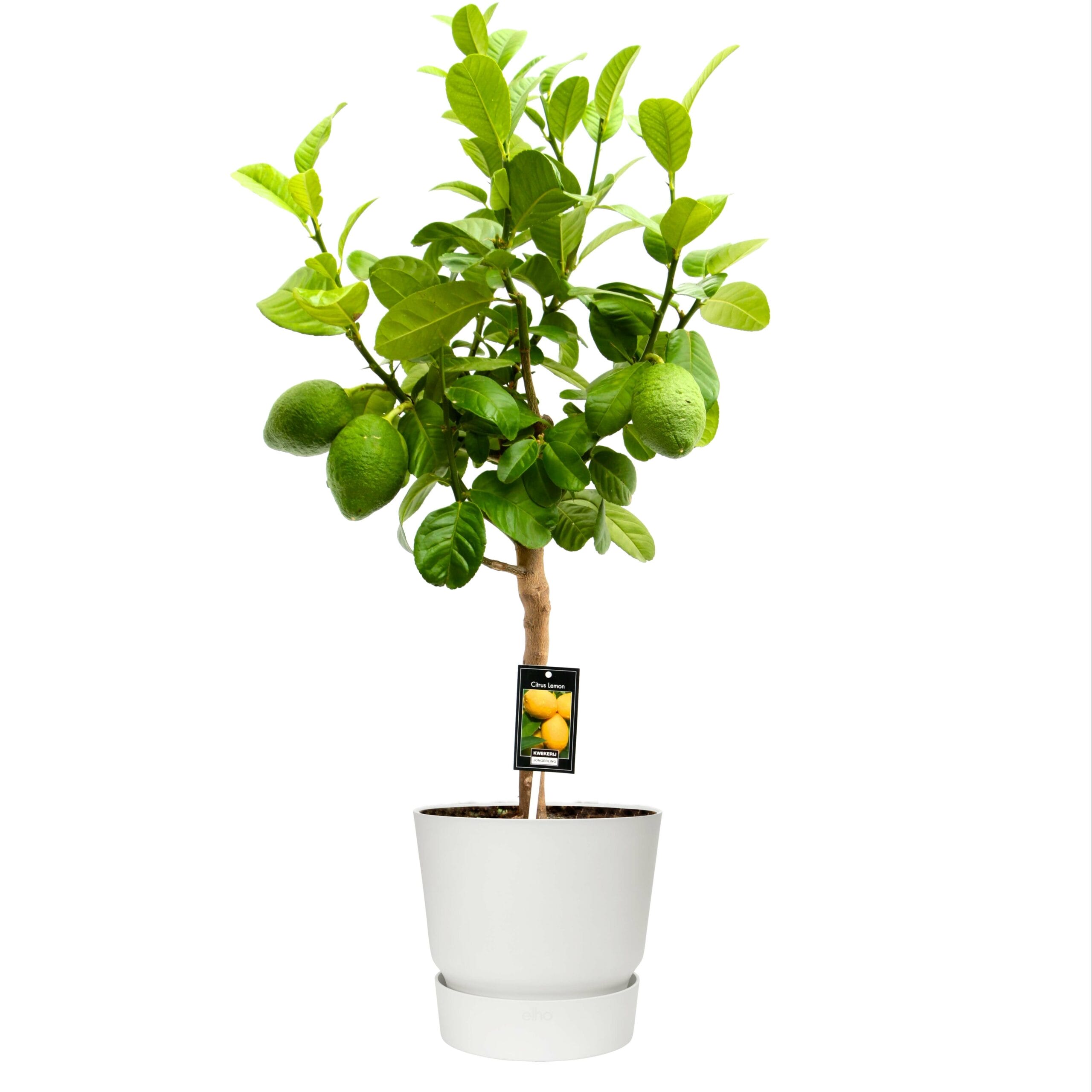 Citrus Bergamot in outdoor sierpot Greenville Rond (wit) ↑ 85 cm ⌀ 22