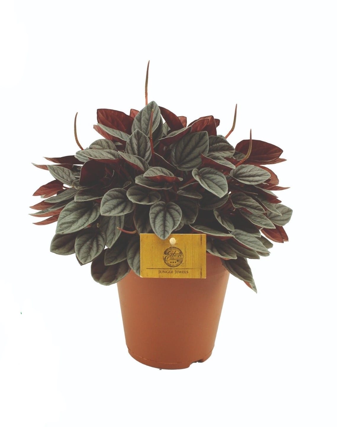 Peperomia 'Sunrise' ↑ 25 cm ⌀ 15 cm