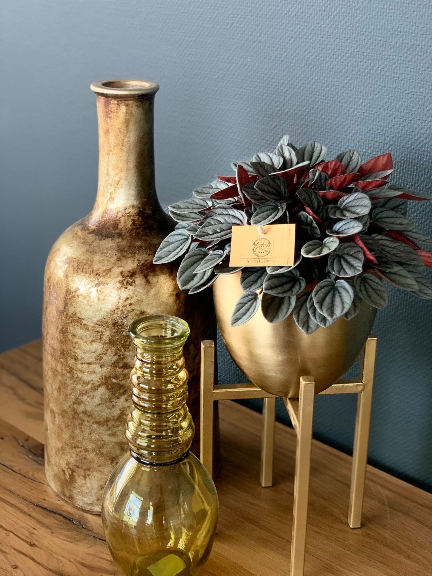 Peperomia 'Sunrise' ↑ 25 cm ⌀ 15 cm - Afbeelding 4