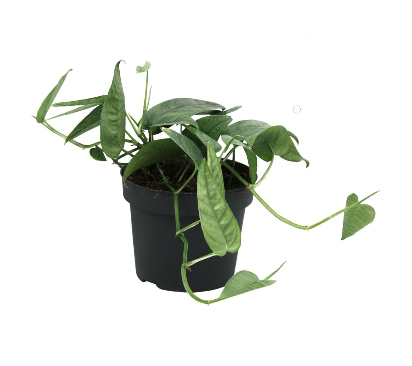 Scindapsus 'Cebu Blue' ↑ 20 cm ⌀ 12 cm