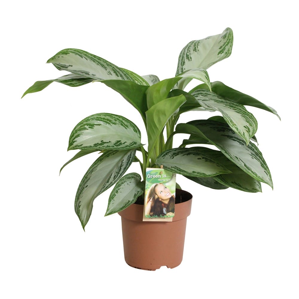 Aglaonema Silver Bay ↑ 45 cm ⌀ 17 cm