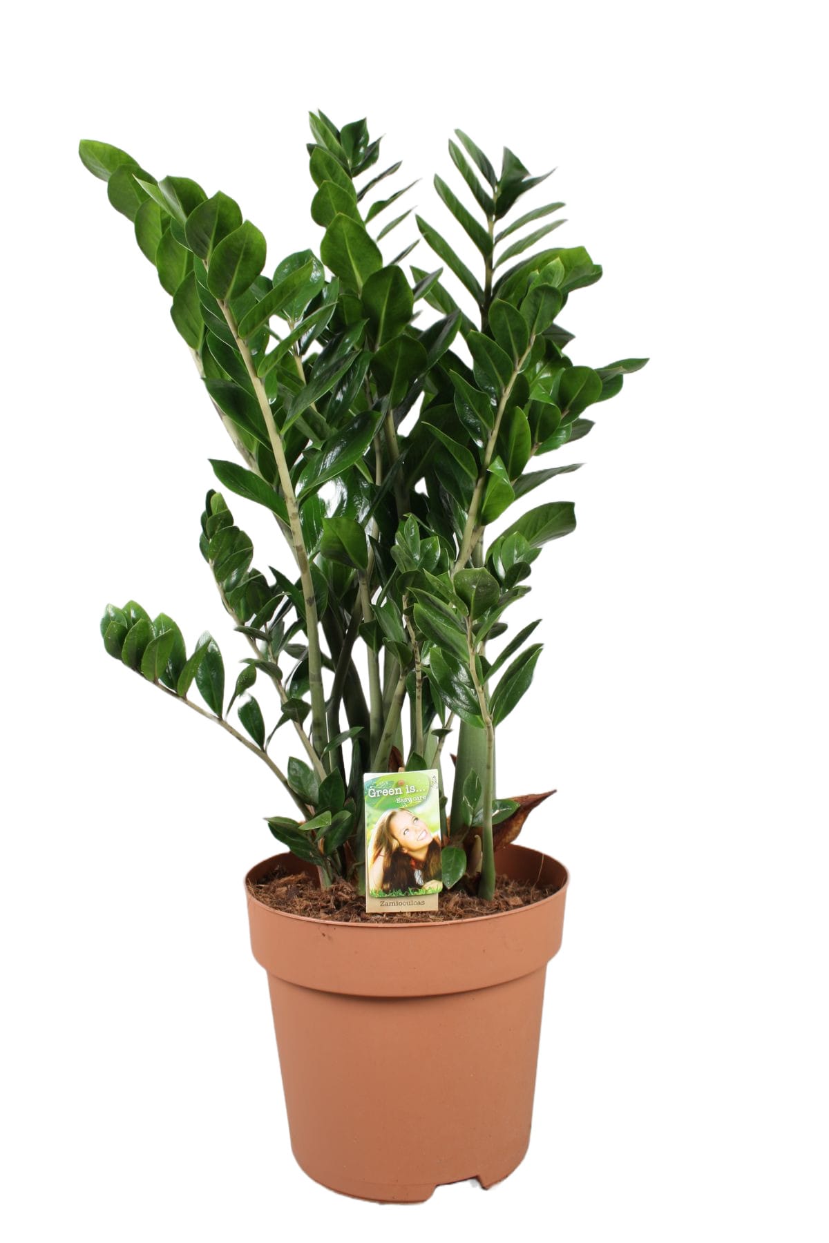 Zamioculcas zamiifolia ↑ 110 cm ⌀ 30 cm