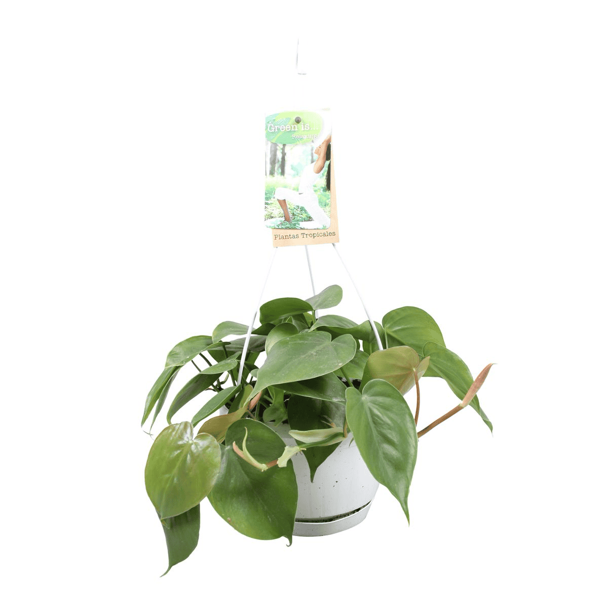 Philodendron scandens (in hangpot) ↑ 20 cm ⌀ 17 cm