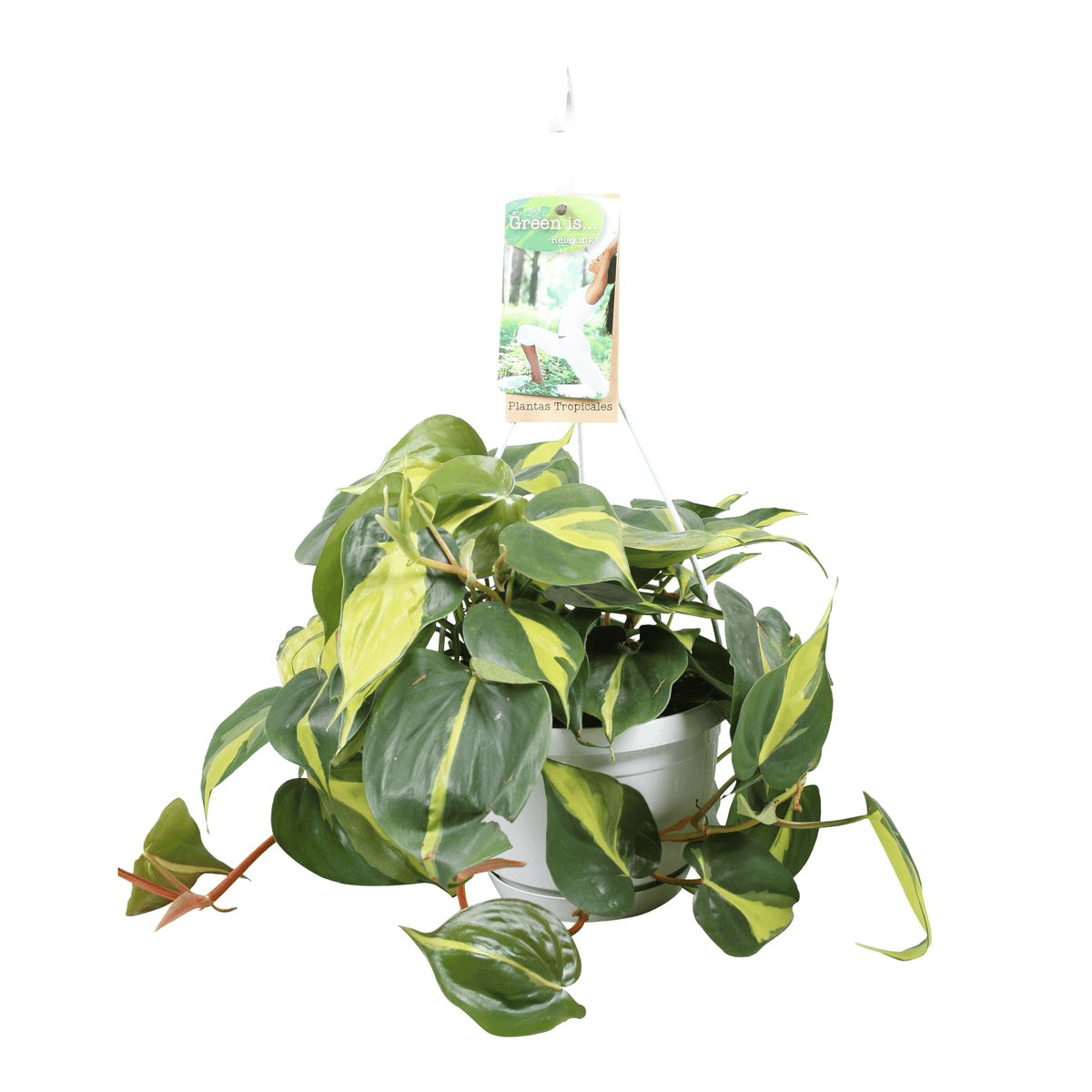 Philodendron Brasil (in hangpot) ↑ 40 cm ⌀ 17 cm