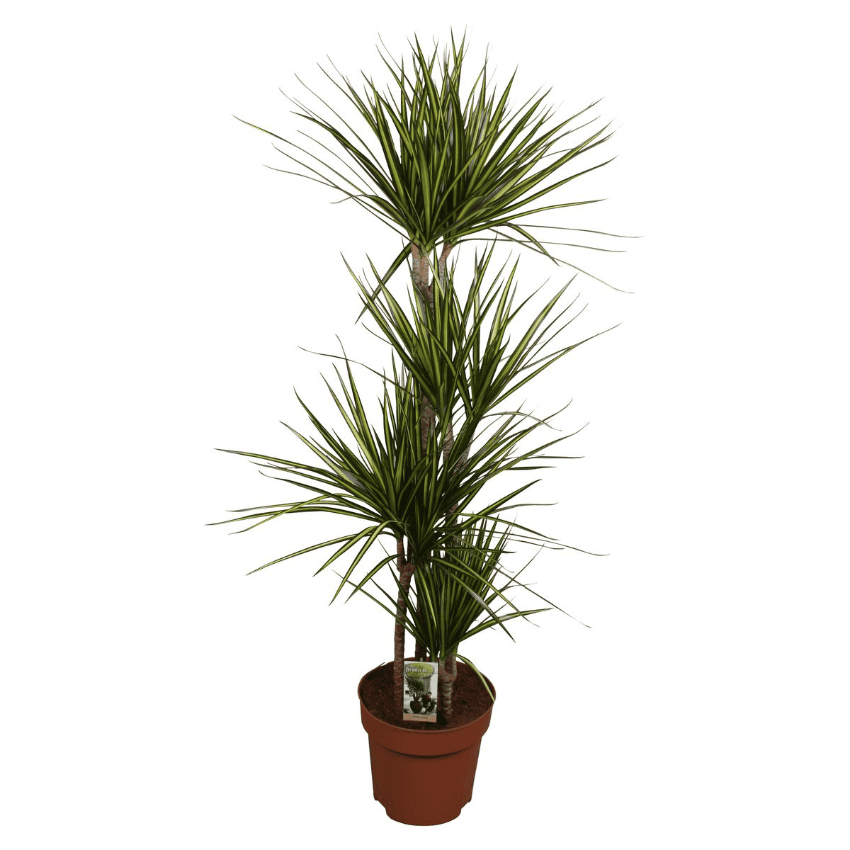 Dracaena marginata 'Sunray' ↑ 160 cm ⌀ 27 cm