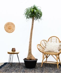 Beaucarnea - Olifantspoot XXL - ↑ 180 cm