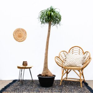 Beaucarnea (Olifantspoot) – indrukwekkende kamerplant met dikke voet – ±180 cm