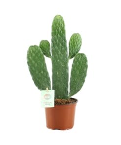 Opuntia Rubescens Consolea ↑ 35 cm ⌀ 12