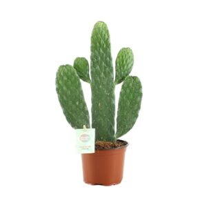 Opuntia Rubescens Consolea – slanke zuilvormige cactus – ±35 cm