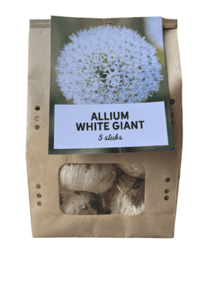 Allium 'White Giant' sierui – grote witte bloemschermen tot 70 cm hoog – 5 stuks
