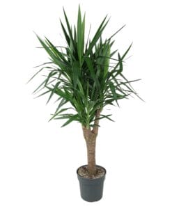 Yucca Elephantipe Vertakt ↑ 150 cm ⌀ 31