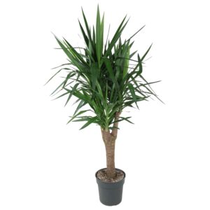 Yucca palmlelie vertakt – indrukwekkende kamerplant – ±150 cm