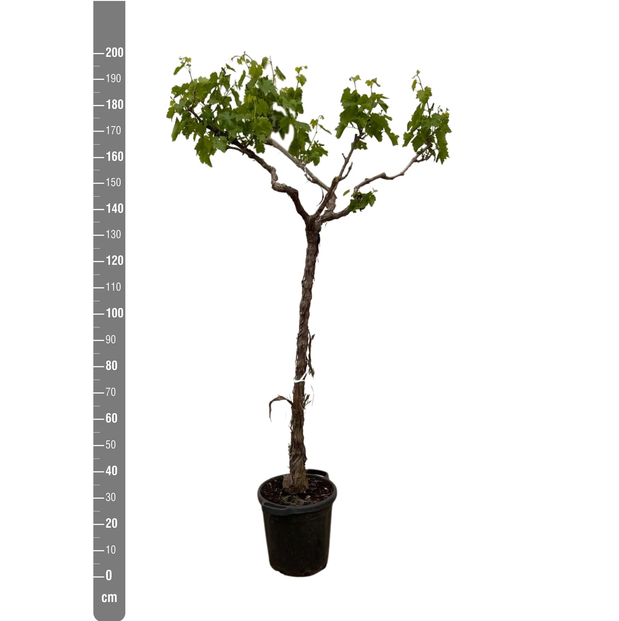 Druivenboom (Vitis Vinifera) Stam Vertakt ↑ 200 cm ⌀ 35 - Afbeelding 2
