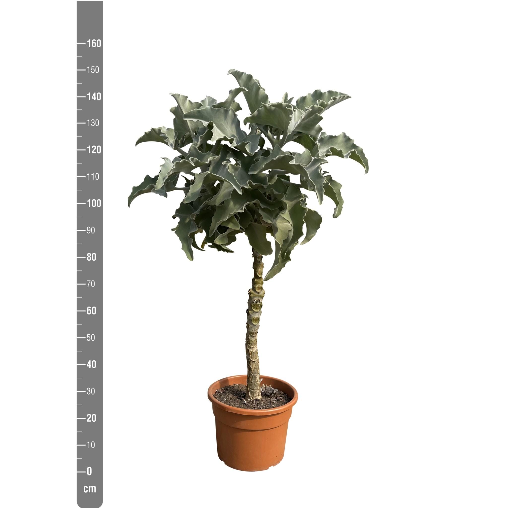 Olifantenoor (Kalanchoë Beharensis Stam) ↑ 150 cm ⌀ 30 - Afbeelding 2