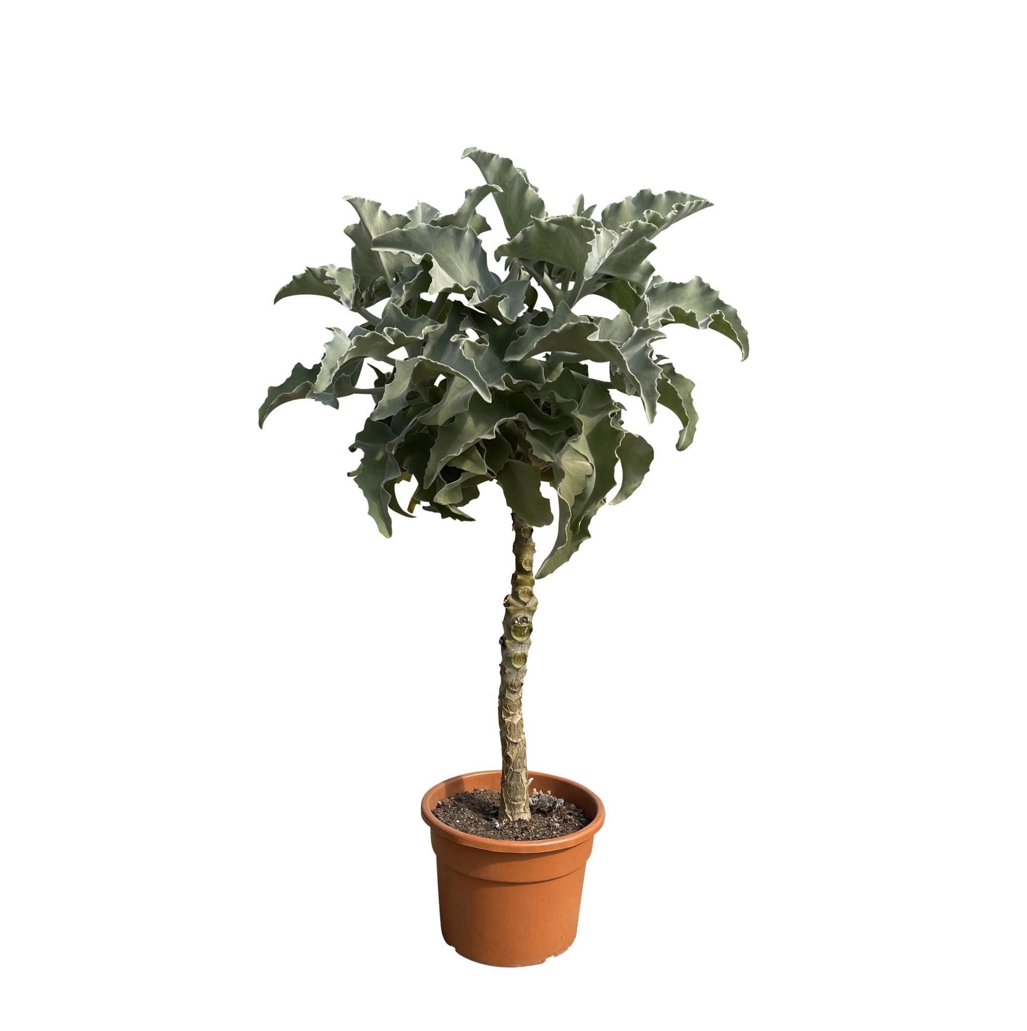 Olifantenoor (Kalanchoë Beharensis Stam) ↑ 150 cm ⌀ 30 - Afbeelding 3