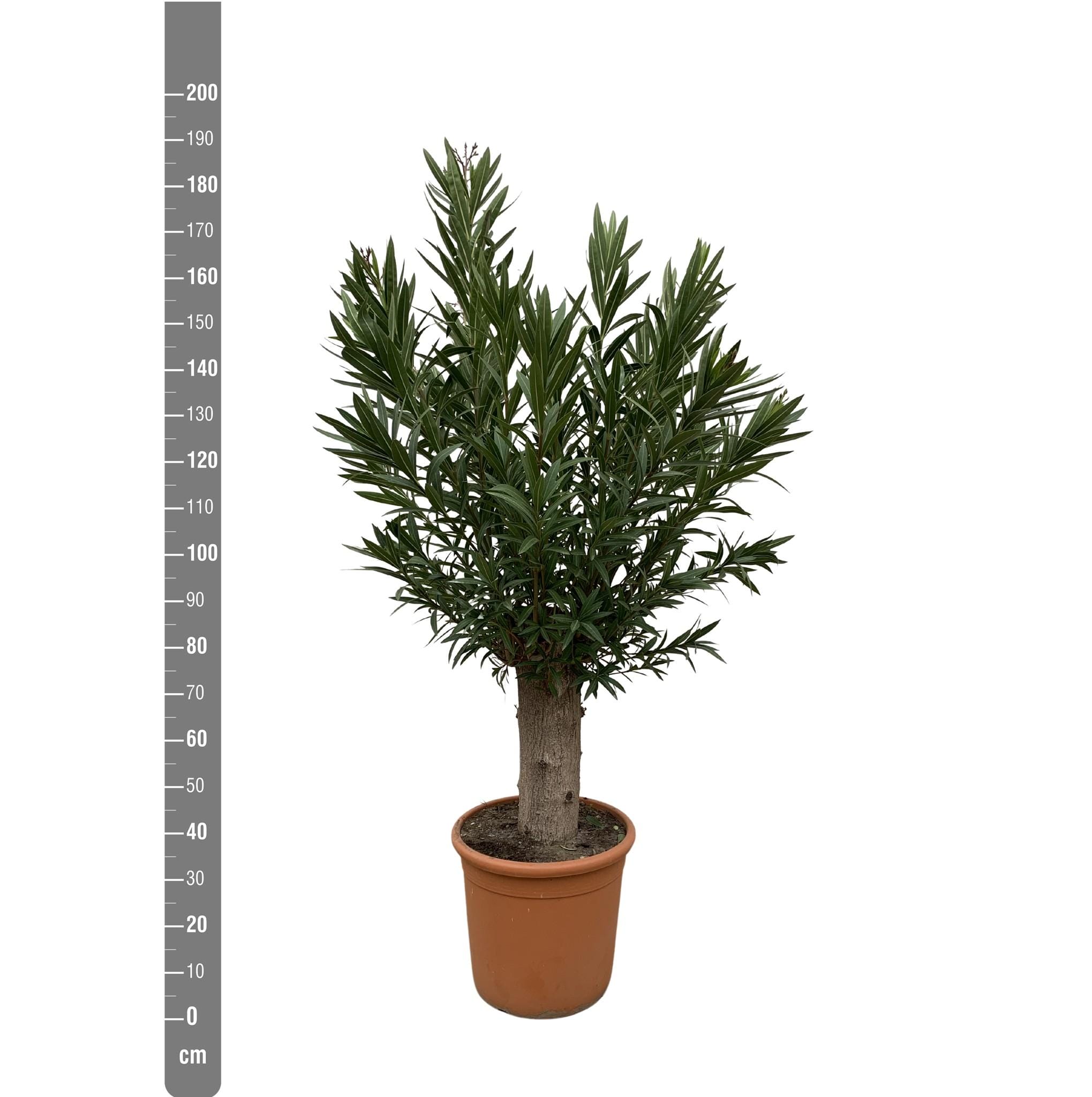 Nerium Oleander Bonsai ↑ 190 cm ⌀ 45 - Afbeelding 2