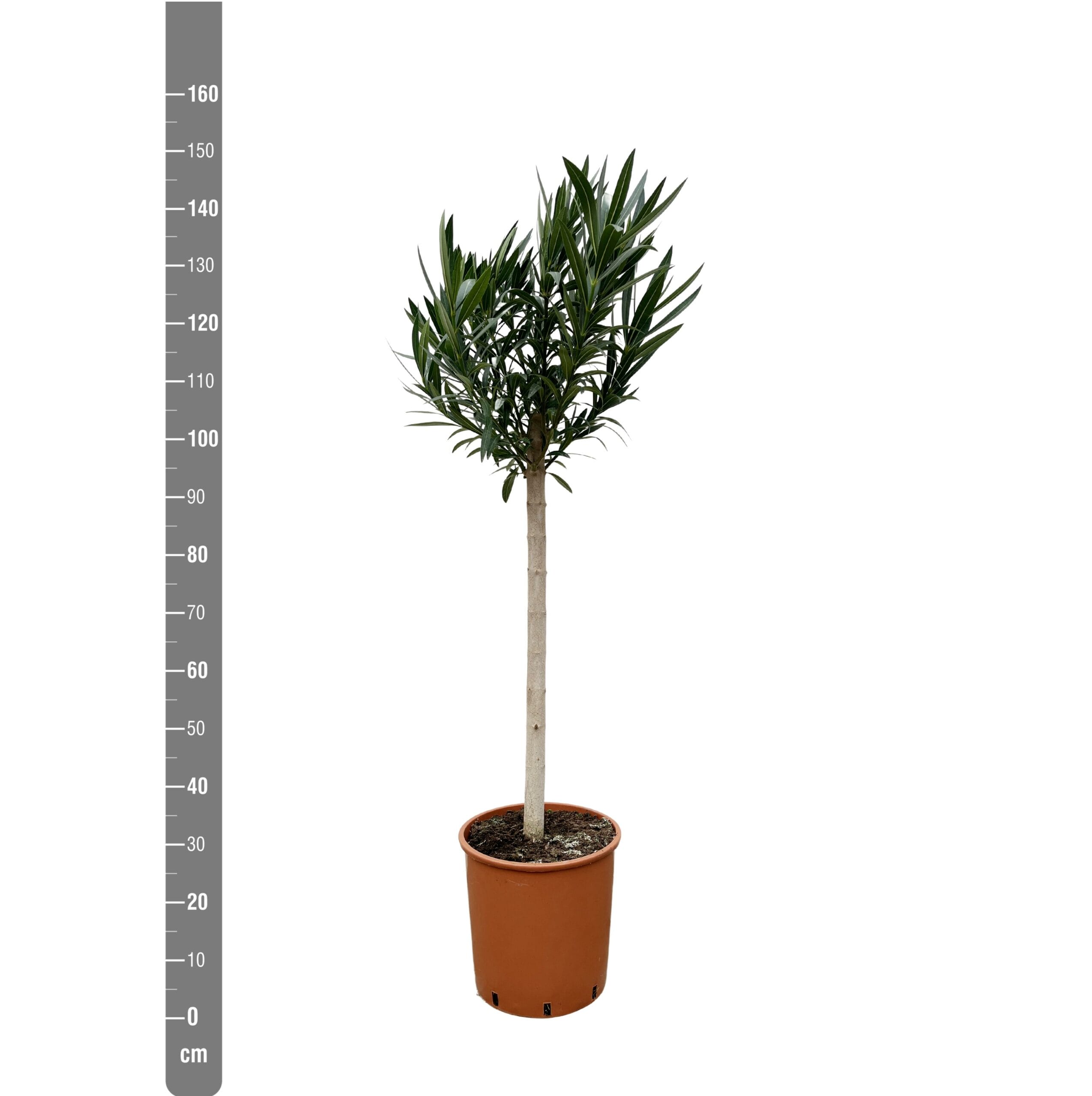 Nerium Oleander Op Stam Met Roze Bloem ↑ 150 cm ⌀ 30 - Afbeelding 2