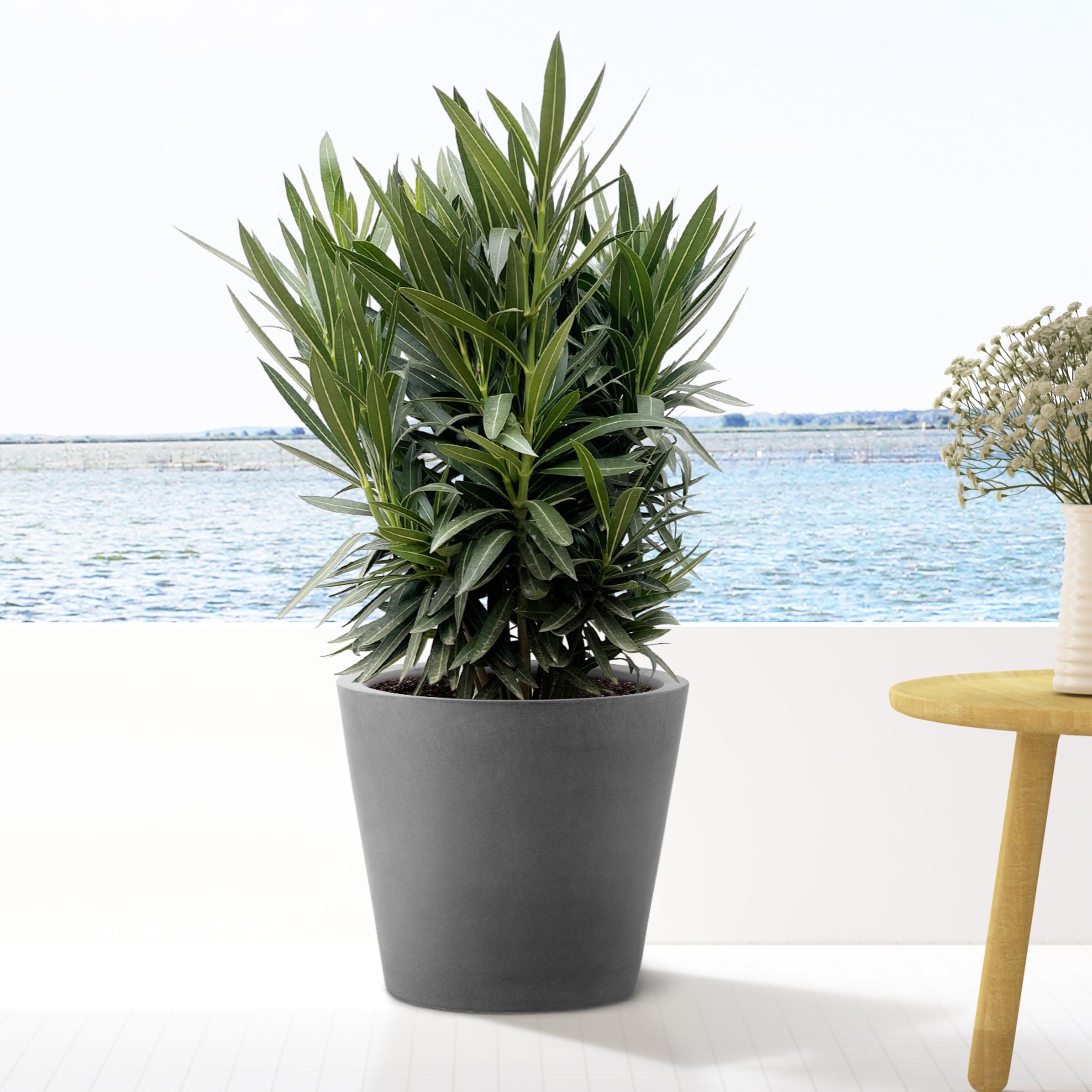 Nerium Oleander Struik Met Witte Bloem ↑ 90 cm ⌀ 25