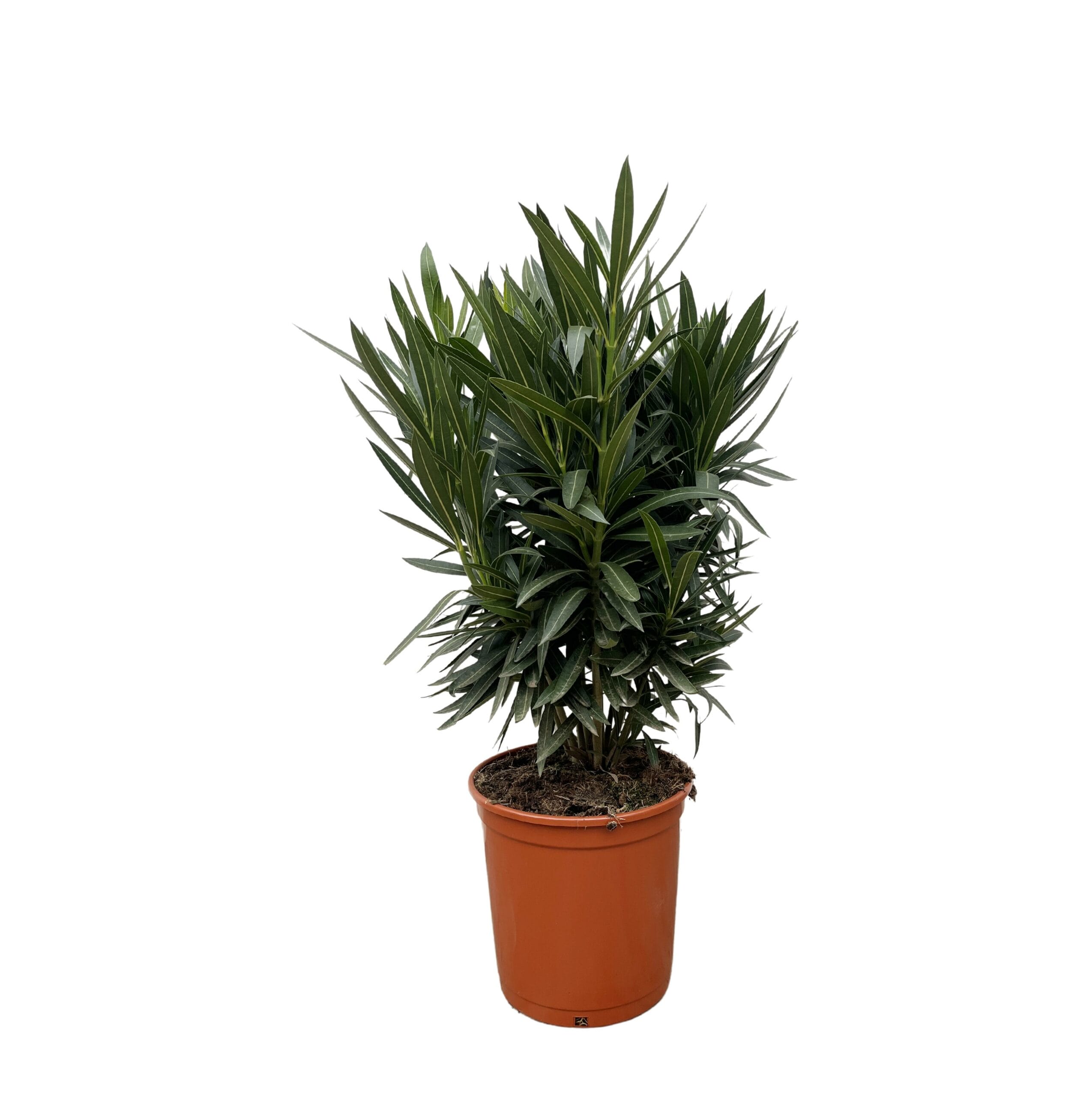 Nerium Oleander Struik Met Witte Bloem ↑ 90 cm ⌀ 25 - Afbeelding 2