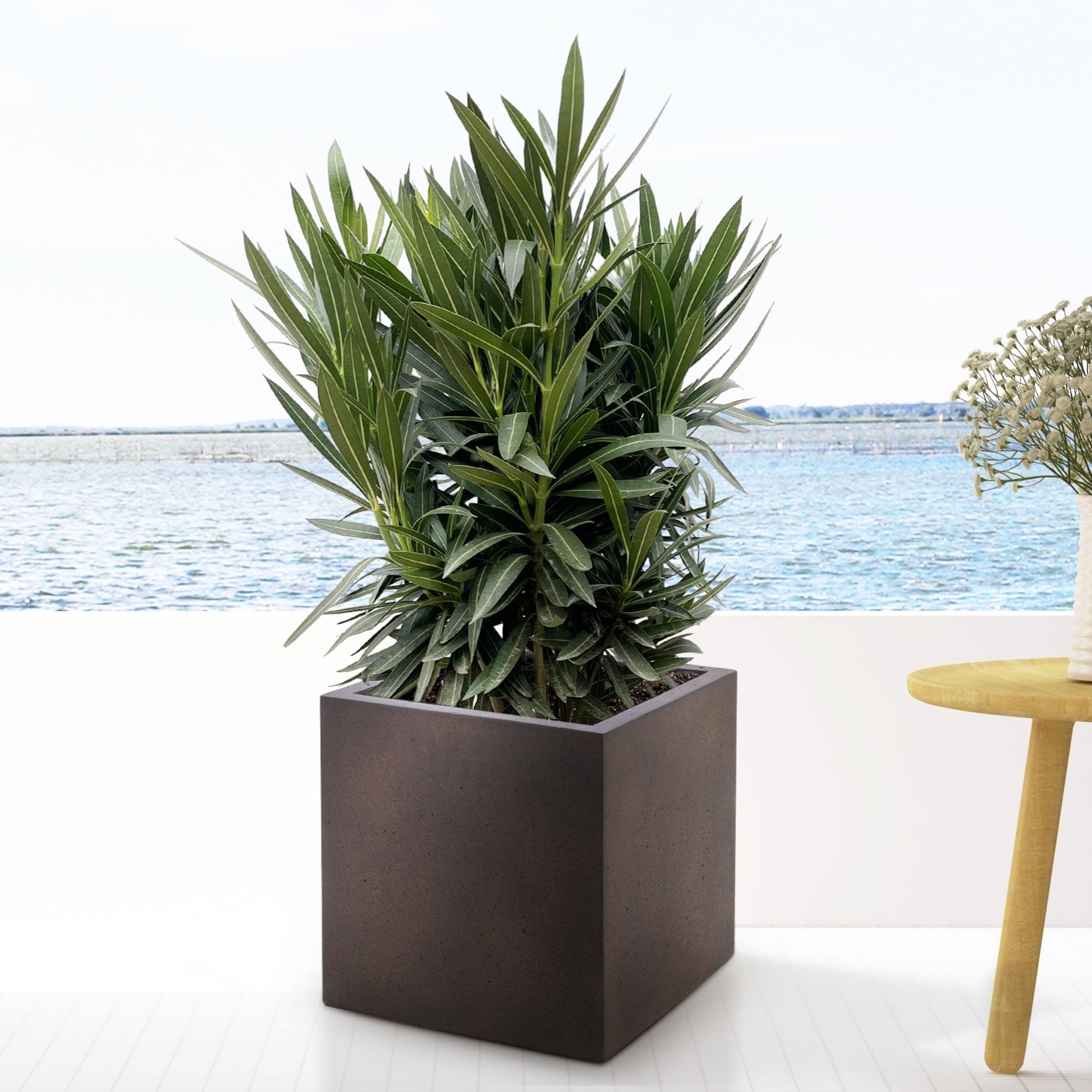 Nerium Oleander Struik Met Roze Bloem ↑ 110 cm ⌀ 30