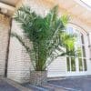 Dadelpalm (Phoenix Canariensis) ↑ 220 cm ⌀ 35