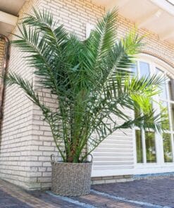 Dadelpalm (Phoenix Canariensis) ↑ 220 cm ⌀ 35