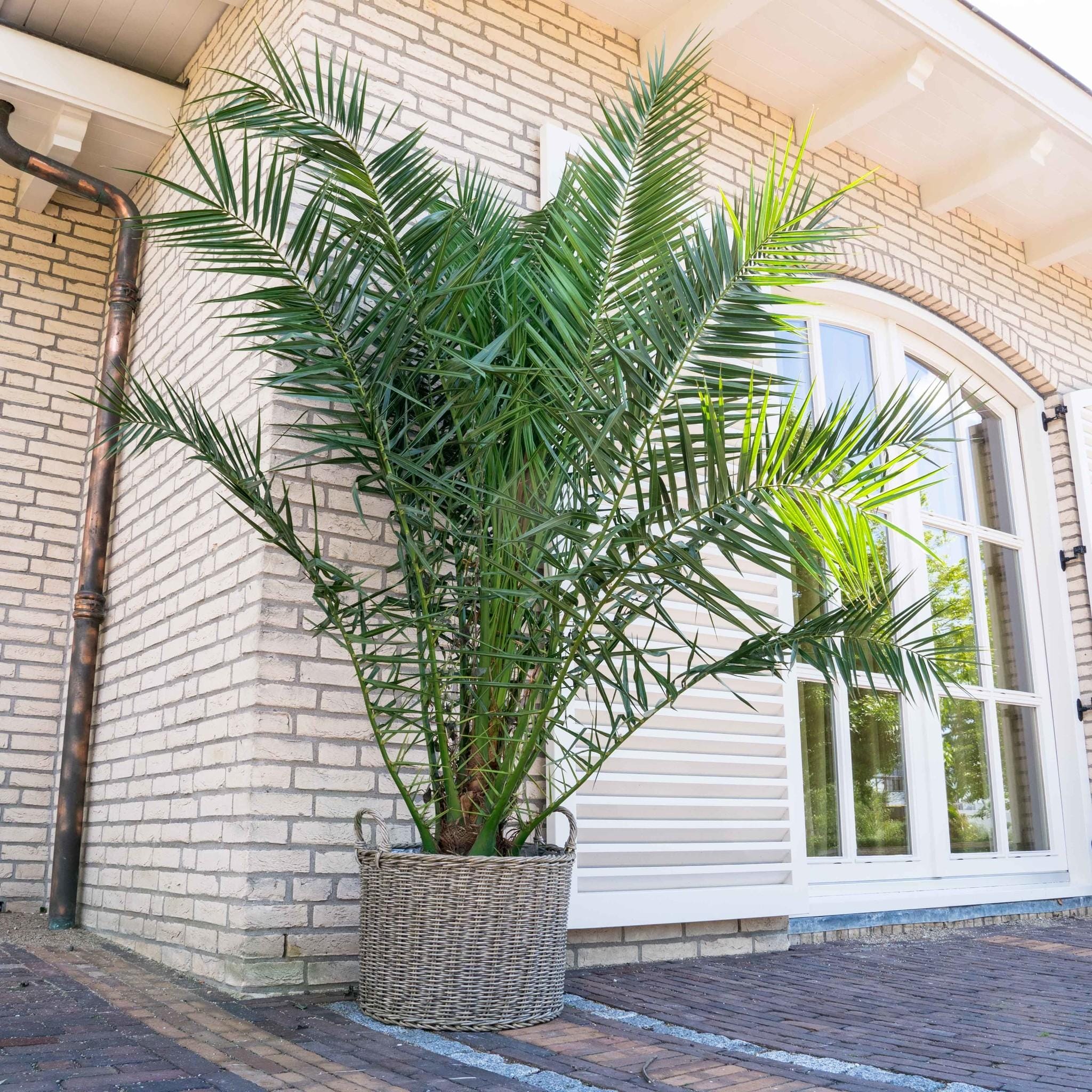 Dadelpalm (Phoenix Canariensis) ↑ 220 cm ⌀ 35