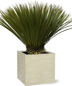 Yucca Rostrata ↑ 90 cm ⌀ 30