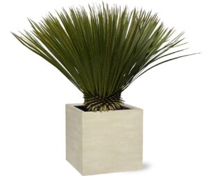 Yucca Rostrata – stoere kamerplant met blauwgroen rozet – ±90 cm