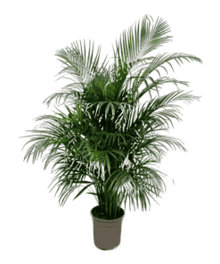 Areca Palm (Dypsis Lutescens) ↑ 160 cm ⌀ 24