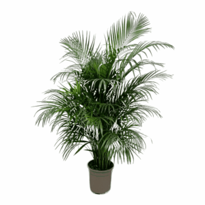 Areca Palm (Dypsis lutescens) – tropische kamerpalm – ±160 cm