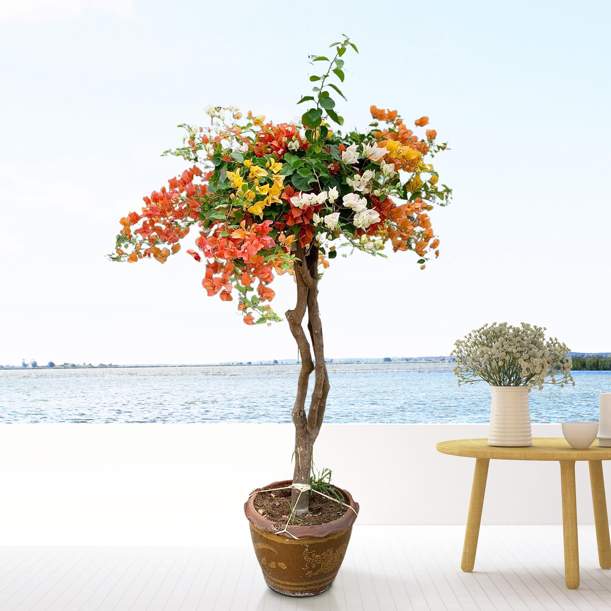 Bougainvillea Deluxe In Stenen Pot ↑ 170 cm ⌀ 40