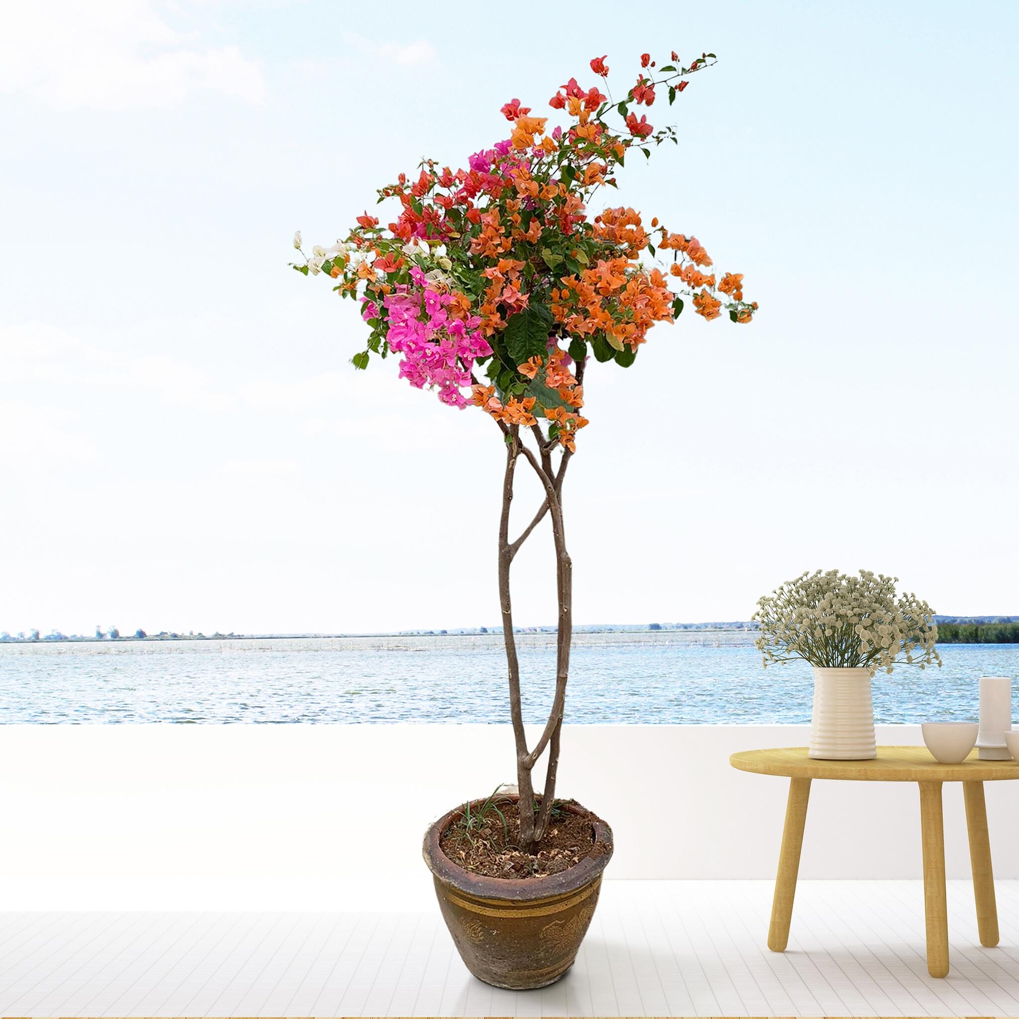 Bougainvillea Deluxe In Stenen Pot ↑ 170 cm ⌀ 40 - Afbeelding 2