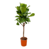 Ficus Lyrata Boom ↑ 180 cm ⌀ 30