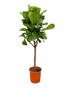 Ficus Lyrata Boom ↑ 180 cm ⌀ 30