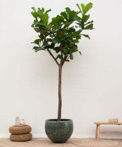 Ficus Lyrata Boom ↑ 300 cm ⌀ 55