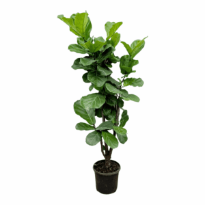 Ficus Lyrata vertakt – indrukwekkende vioolbladplant – ±180 cm