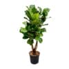 Ficus Lyrata Vertakt Xl ↑ 200 cm ⌀ 32