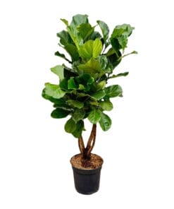 Ficus Lyrata Vertakt Xl ↑ 200 cm ⌀ 32