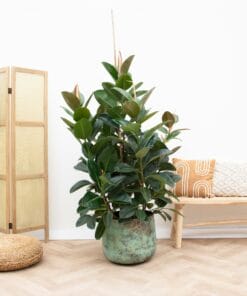 Ficus Robusta Vertakt ↑ 150 cm ⌀ 38