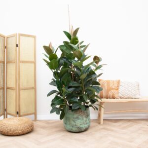 Ficus Robusta vertakt – grote vertakte kamerplant – ±150 cm