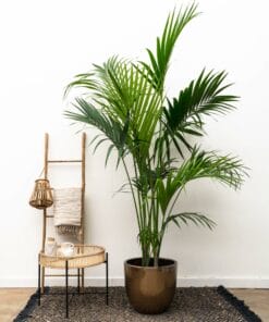 Kentia Palm ↑ 180 cm ⌀ 24
