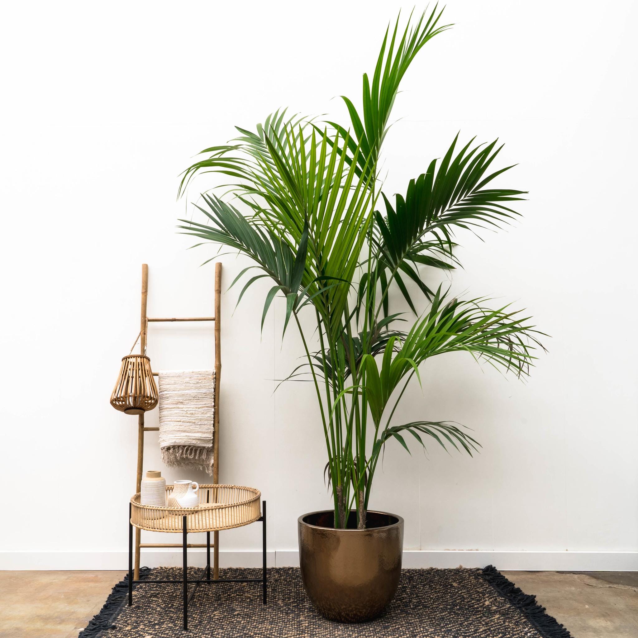 Kentia Palm ↑ 180 cm ⌀ 24