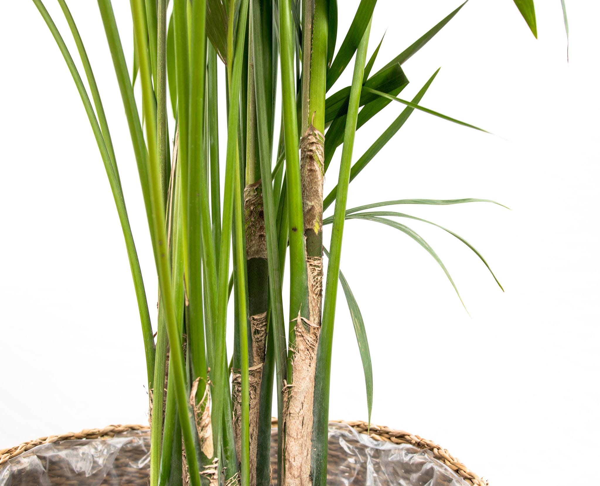 Kentia Palm ↑ 180 cm ⌀ 24 - Afbeelding 2
